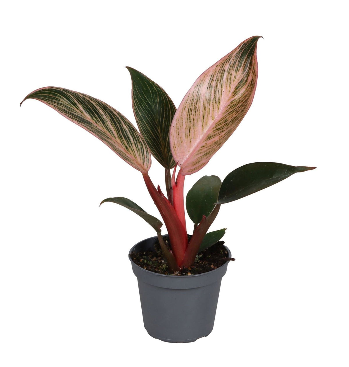 Philodendron &