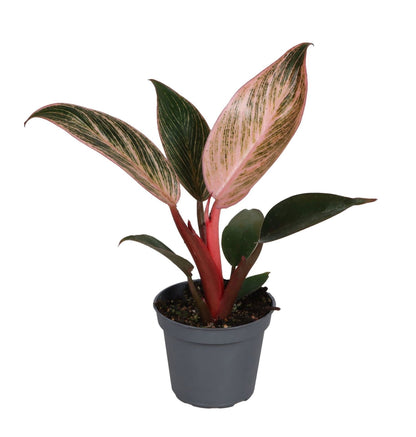 Philodendron &