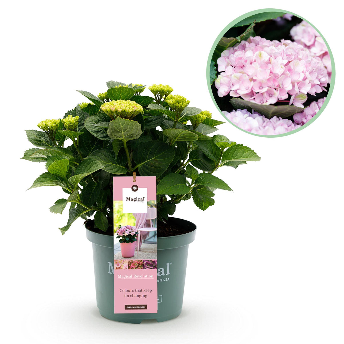 Everspring Hortensie Magical Revolution Pink in Topf, 23cm Durchmesser, 55cm hoch, mit rosa Blüten, 6-10 Blumen, Pflanze, Thumbnail