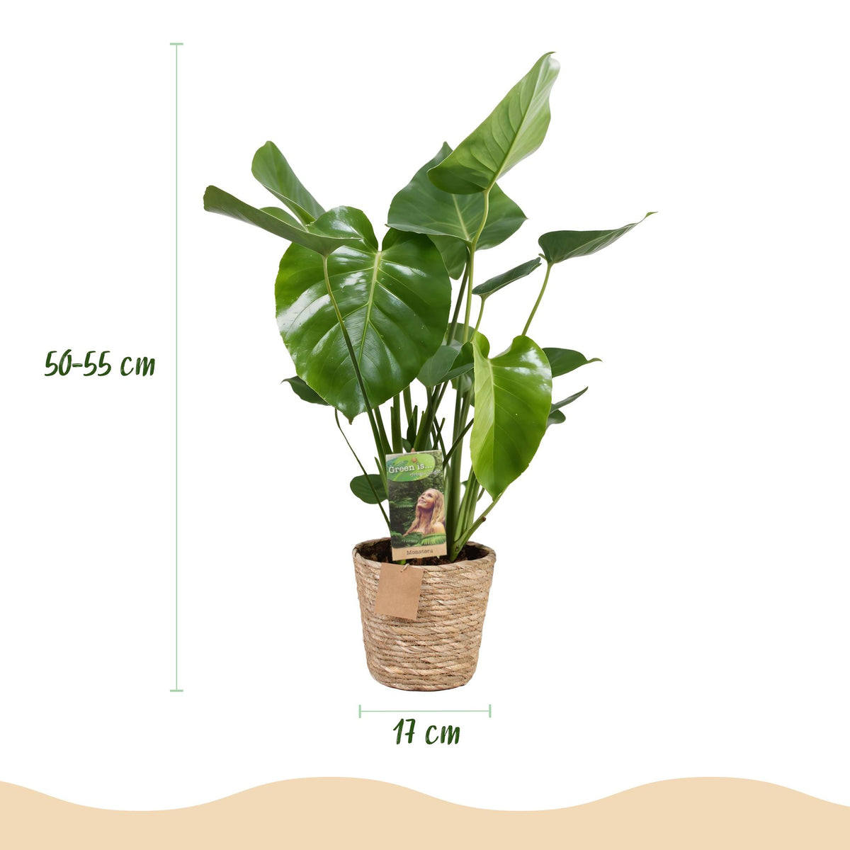 Everspring Monstera Deliciosa in Korb, grüne Lochpflanze, verschiedene Größen, dekorative Zimmerpflanze mit großen Blättern