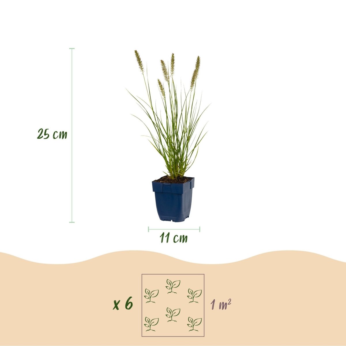 Pennisetum alop. Hameln - Lampenputzergras - 1 Pflanzen - Topf 11cm - Höhe 15-25cm - Wurzelwerk Design