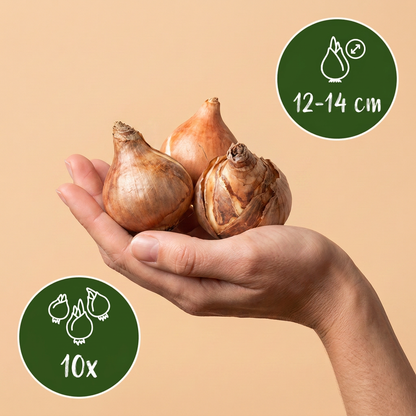 Gefüllte Narzisse Golden Ducat – Narcissus online kaufen | 10 bis 80 Blumenzwiebeln, goldgelb &amp; gefüllt – Wurzelwerk Design