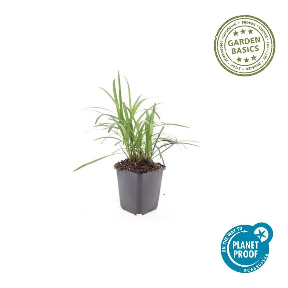 24x Liriope muscari ‘Monroe White’ - Höhe 10 - 25 cm - Ø 9 cm - Wurzelwerk Design