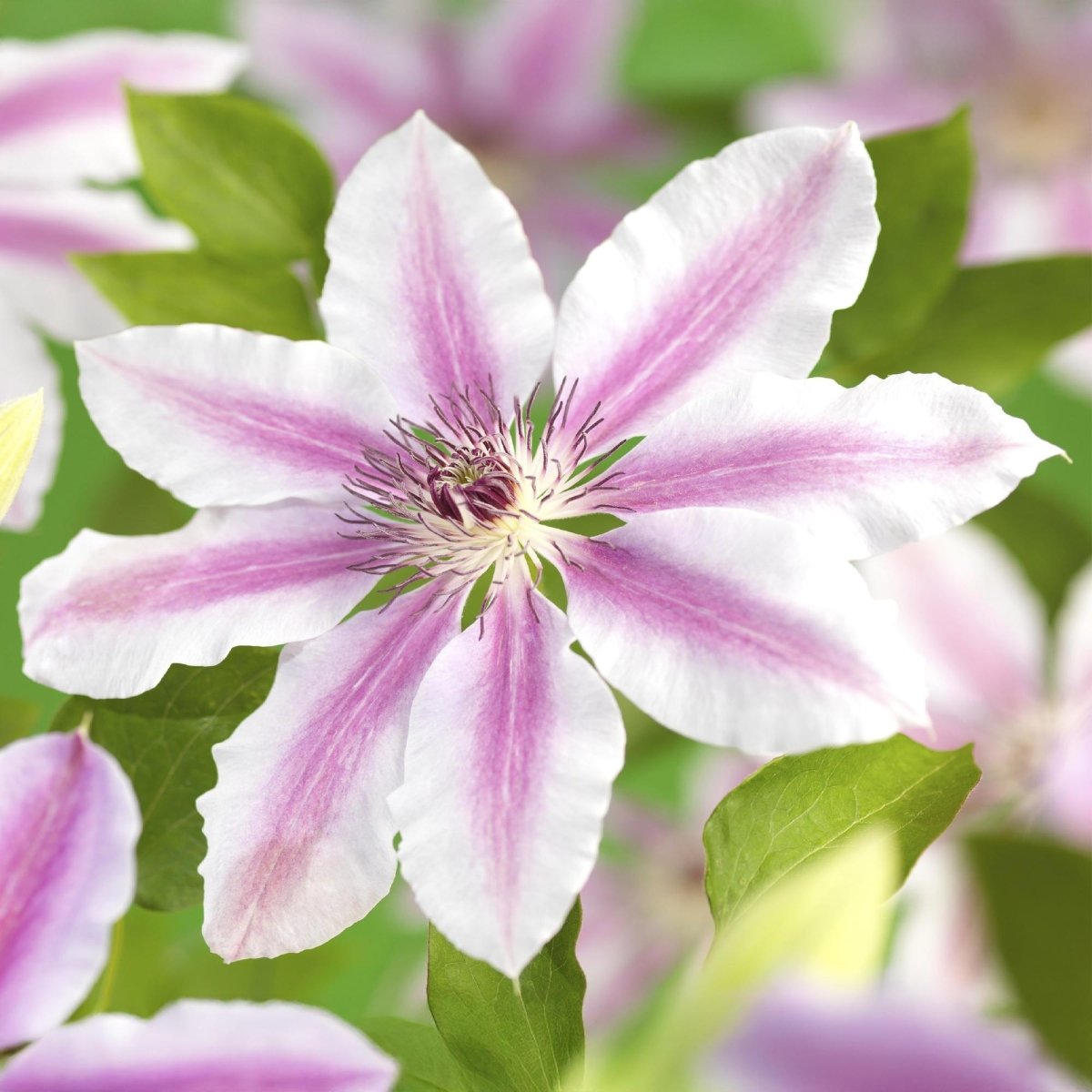 Kletterpflanze - Clematis Nelly Moser - Blüte Rosa - Wenig Pflege - 2 Pflanzen - Topf 11cm Höhe 40cm - Wurzelwerk Design
