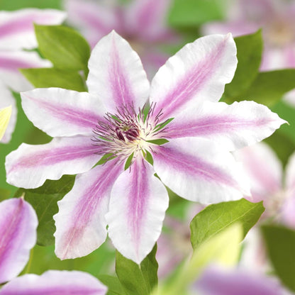 Kletterpflanze - Clematis Nelly Moser - Blüte Rosa - Wenig Pflege - 2 Pflanzen - Topf 11cm Höhe 40cm - Wurzelwerk Design