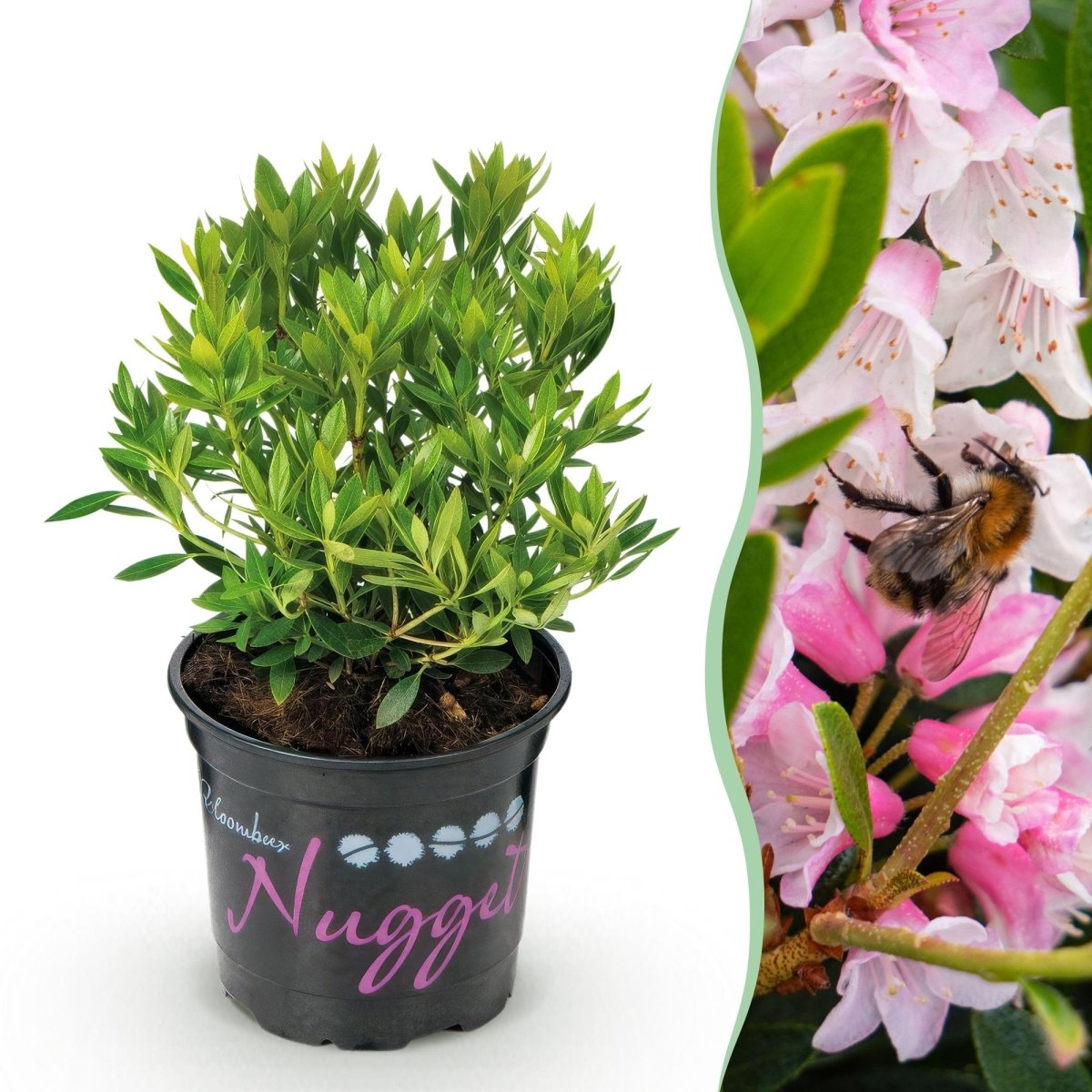 Rhododendron Bloombux Light Pink kaufen | Topf Ø 10,5 cm, Höhe 20–25 cm - Wurzelwerk Design