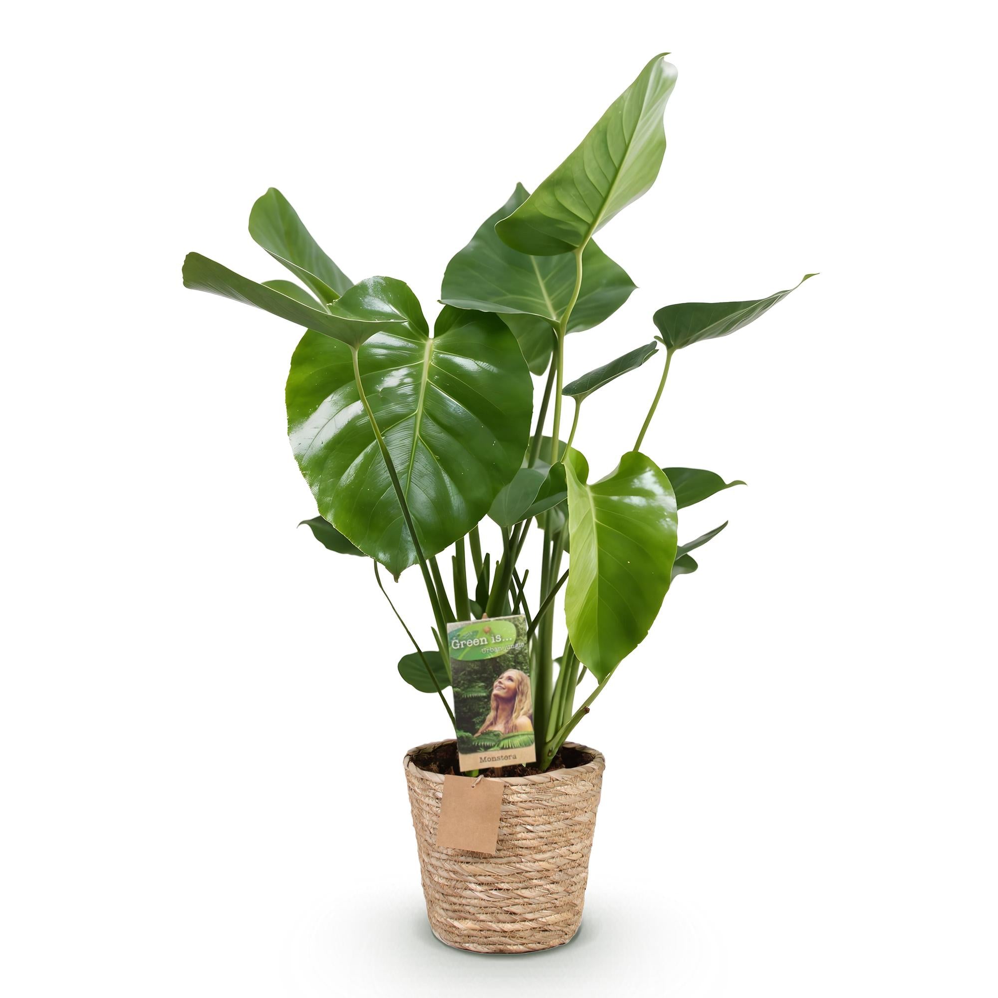 Everspring Monstera Deliciosa Lochpflanze in Korb, große grüne Blätter, natürliche Zimmerpflanze, verschiedene Größen