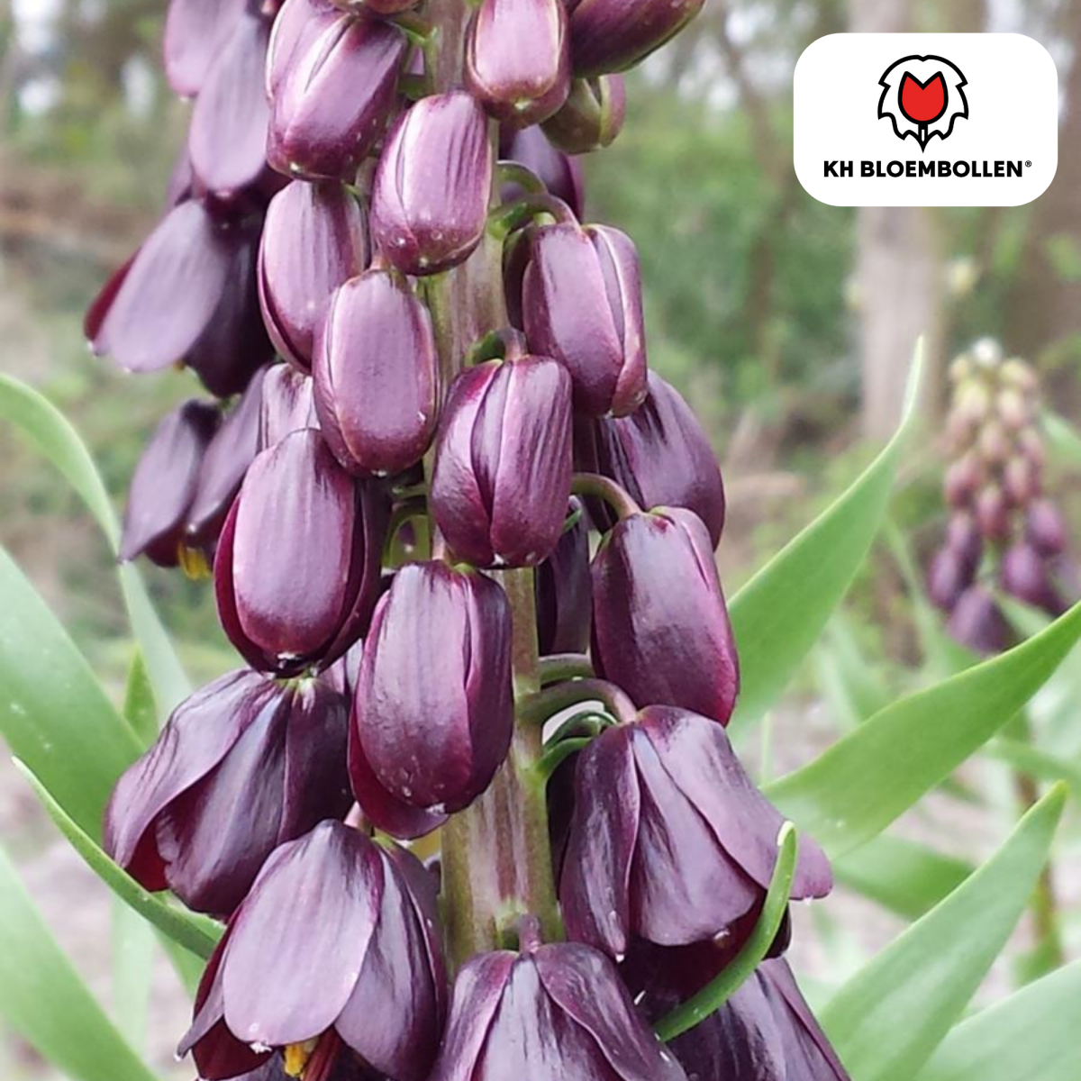 Fritillaria Lila Favorit – 5 Stück | Purpur - Kaiserkrone - Wurzelwerk Design