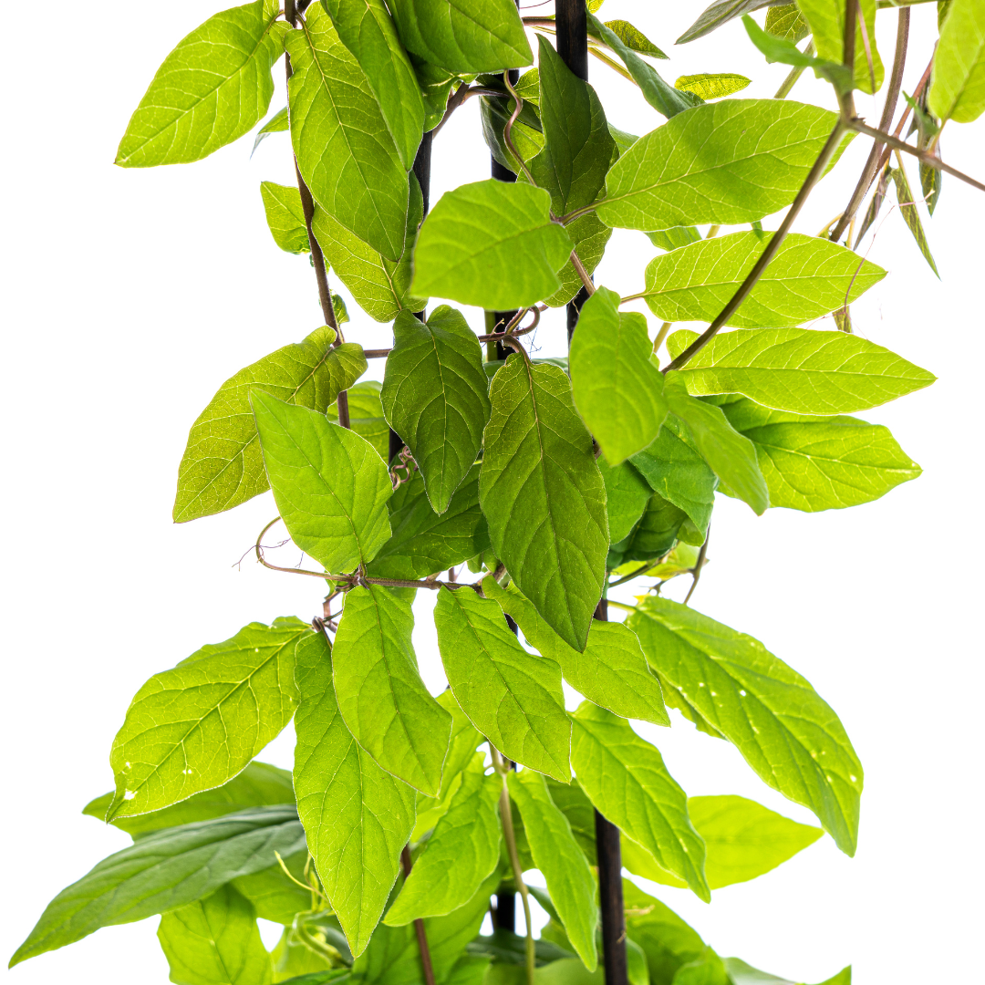 Blauviolette Glockenrebe &