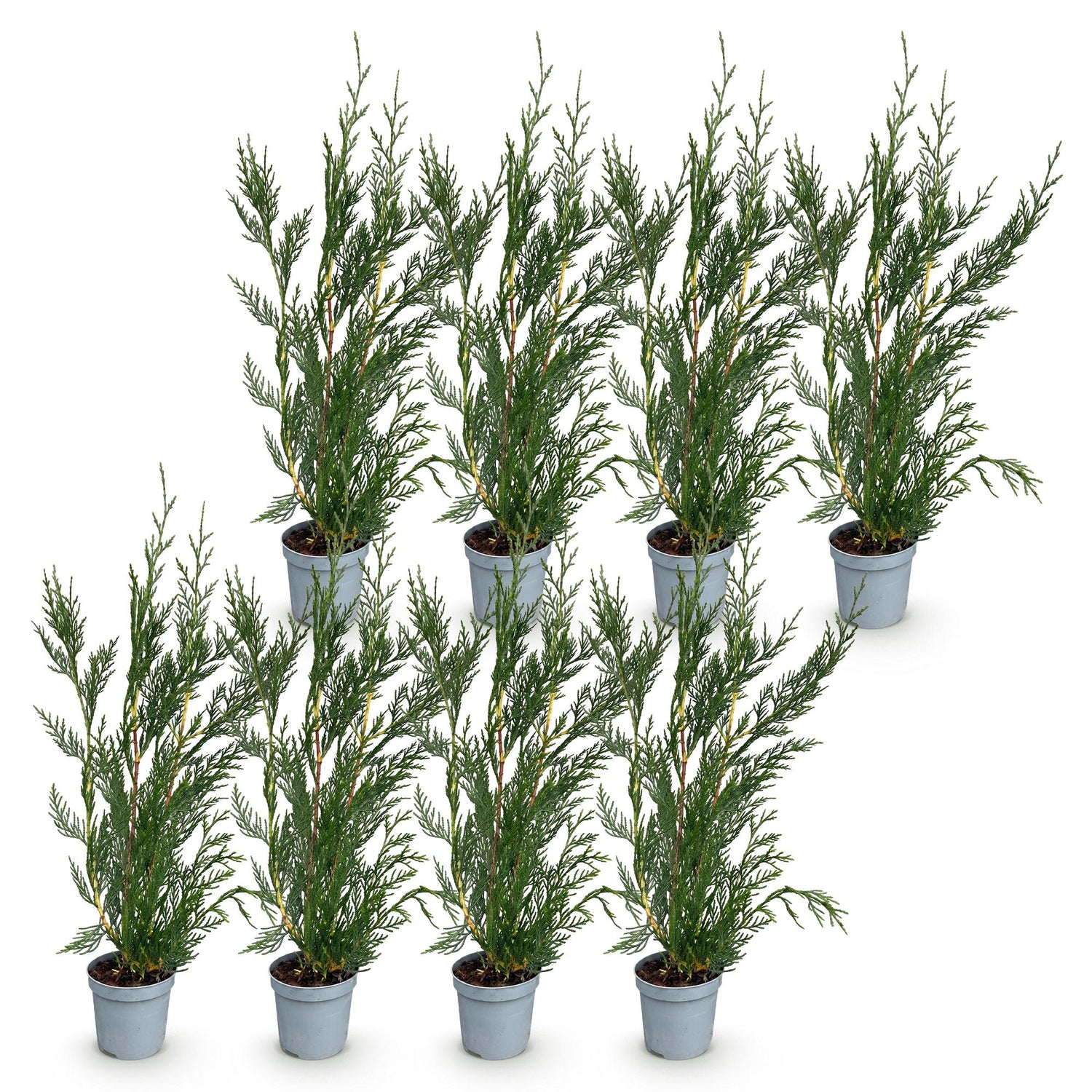 Leyland-Zypresse Jungpflanzen – Cupressocyparis leylandii online kaufen | 8er-Set, immergrün &amp; sehr schnellwachsend – Wurzelwerk Design