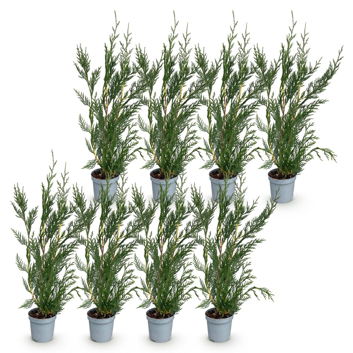 Leyland-Zypresse Jungpflanzen – Cupressocyparis leylandii online kaufen | 8er-Set, immergrün &amp; sehr schnellwachsend – Wurzelwerk Design - Wurzelwerk Design