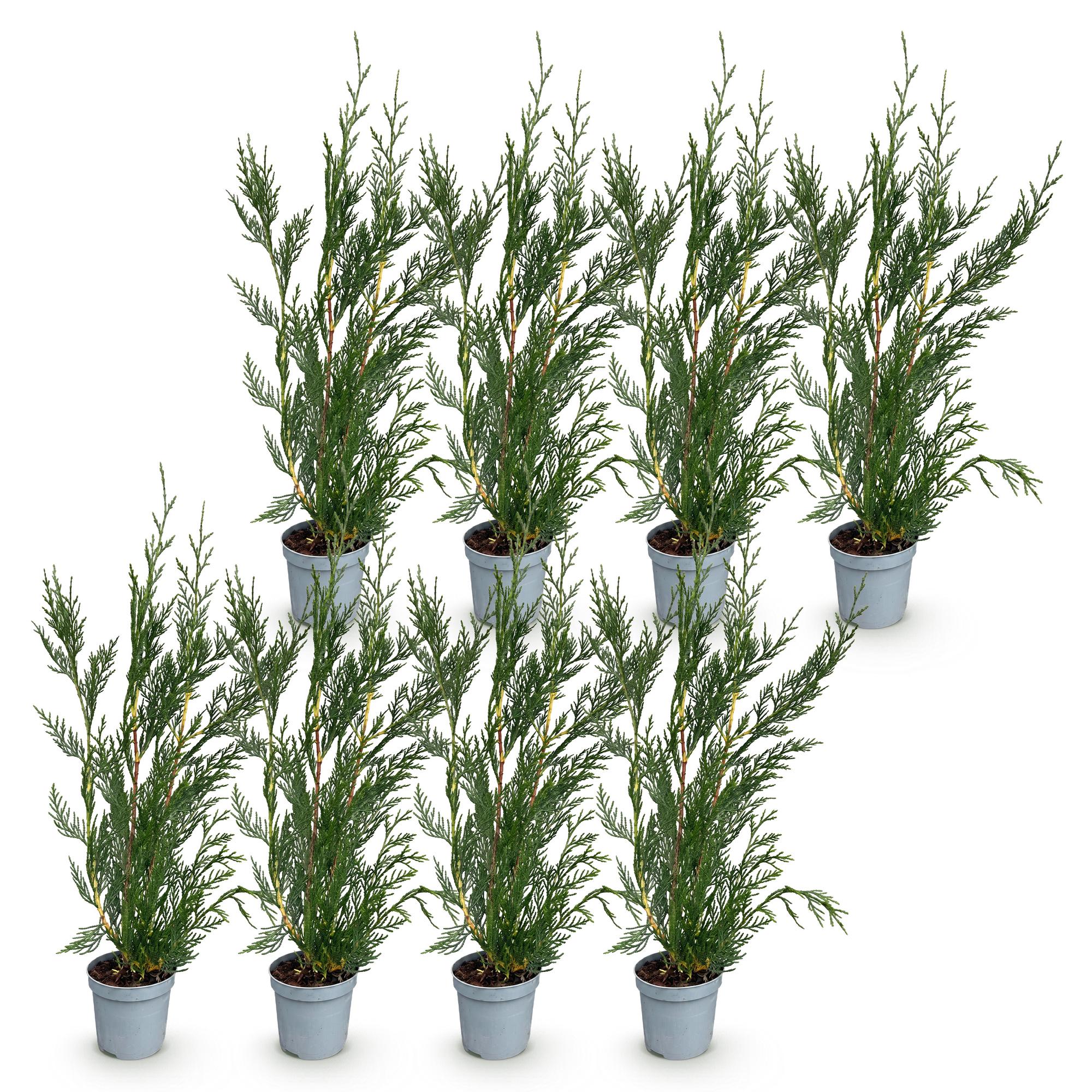 Leyland-Zypresse Jungpflanzen – Cupressocyparis leylandii online kaufen | 8er-Set, immergrün &amp; sehr schnellwachsend – Wurzelwerk Design