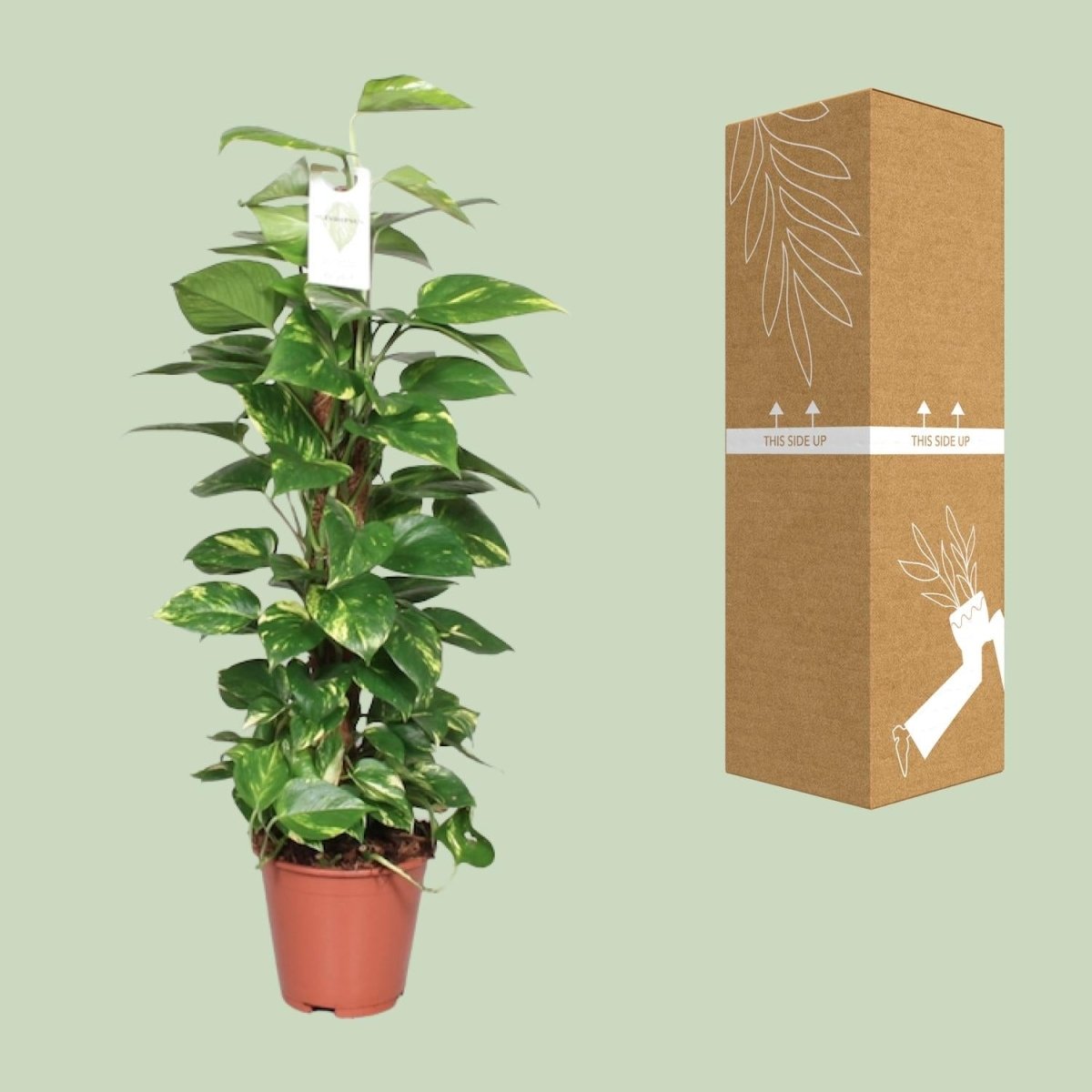 Epipremnum Pinnatum Mosstok 80cm Scindapsus - Ø19cm - ↕80cm - Wurzelwerk Design