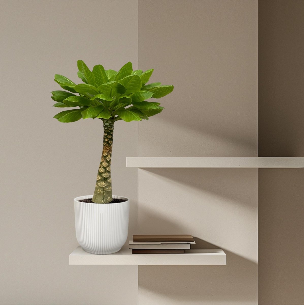 Hawaii - Palme Brighamia Insignis - 25 cm - Ø 12 cm - Wurzelwerk Design