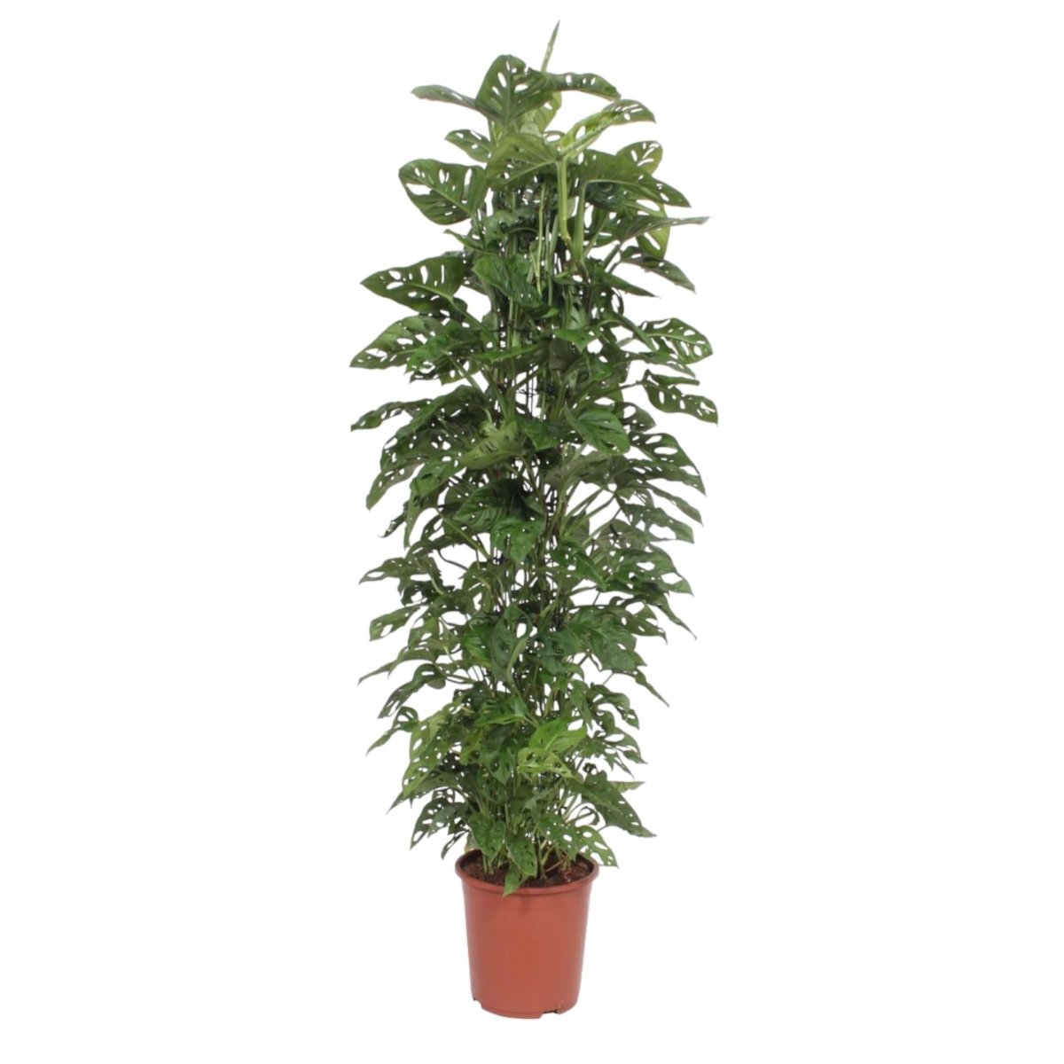 Monstera Monkey Leaf kaufen – Monstera obliqua, trendige Lochpflanze - Wurzelwerk Design