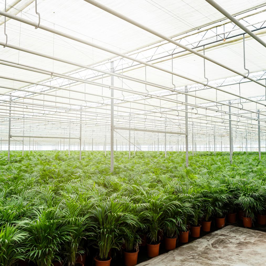Everspring Areca-Palme, 130cm hoch, mit grünen Blättern, in Topf mit Durchmesser 21cm, Zimmerpflanze für natürliche Raumdekoration