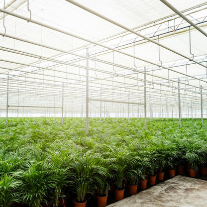 Everspring Areca-Palme, 130cm hoch, mit grünen Blättern, in Topf mit Durchmesser 21cm, Zimmerpflanze für natürliche Raumdekoration