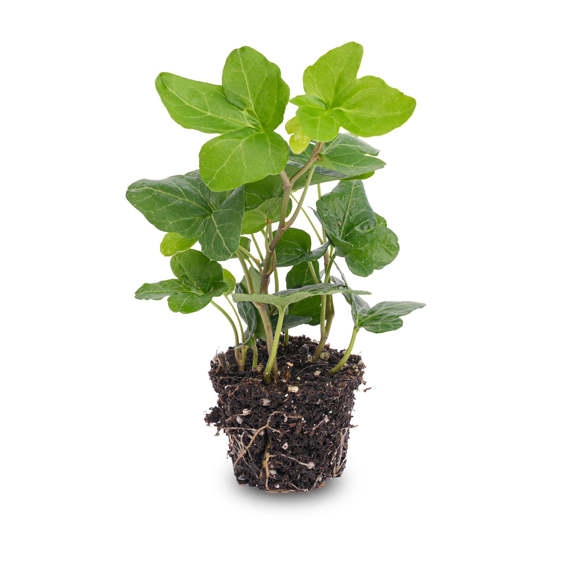 Everspring Hedera helix Zimmerpflanze in Topf, grüne Kletterpflanze für Terrarien und Innenräume, Durchmesser 6 cm
