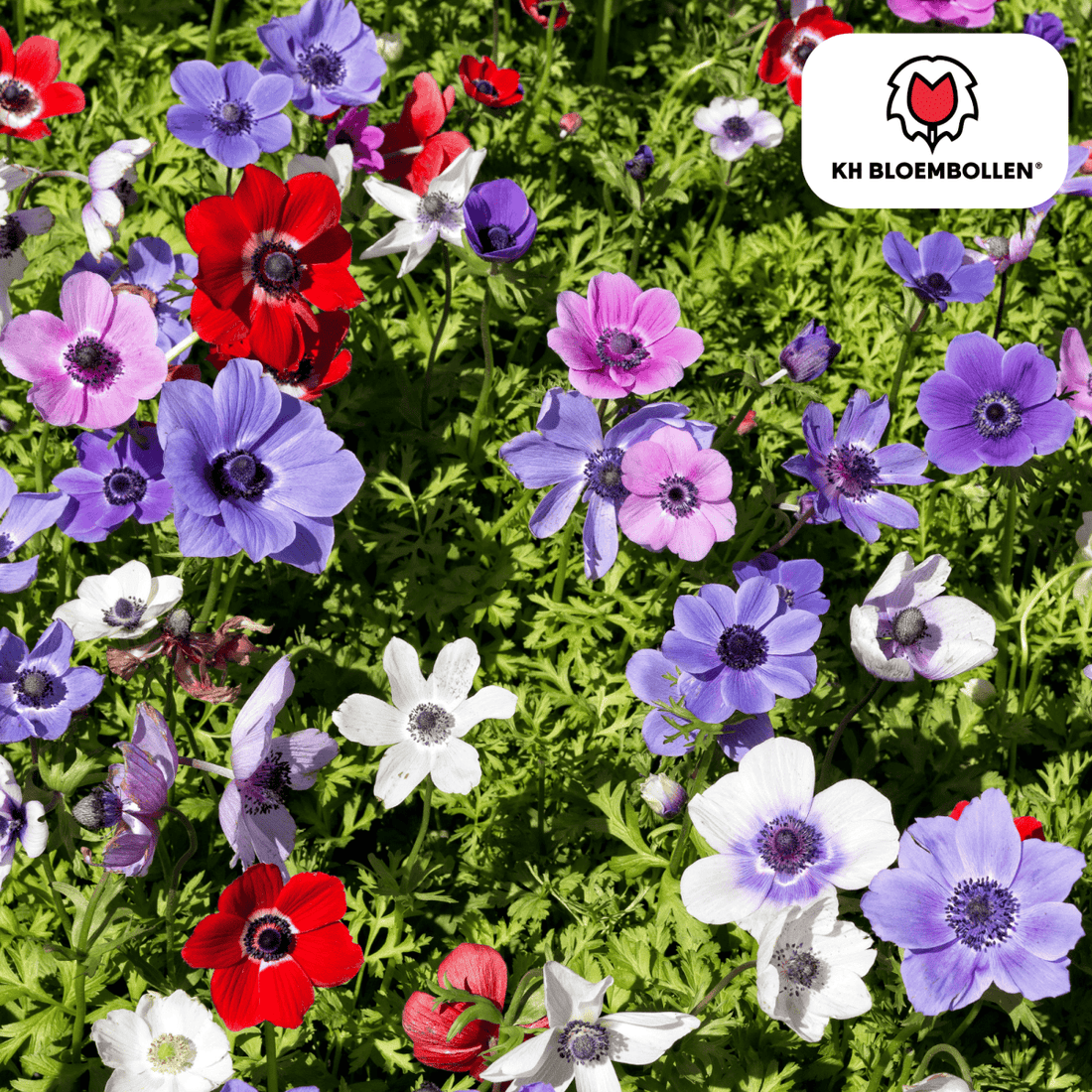 Anemonen einzeln – 30 Stück | Farbenfrohe Frühlingsblüher - Wurzelwerk Design