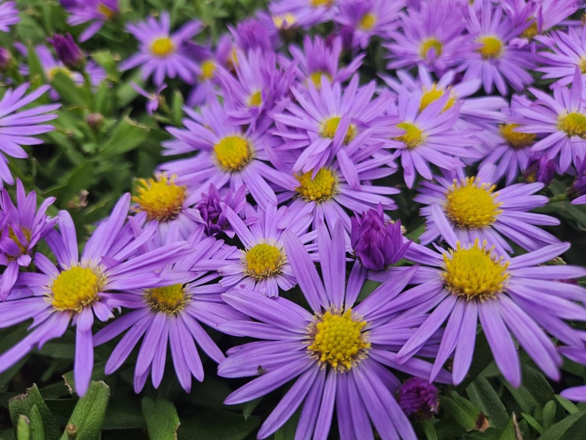 24x Aster dumosus ‘Prof. Anton Kippenberg’ – Herbstblühende Kissen - Aster für Beete &amp; Rabatten – Höhe 10–25 cm – Ø 9 cm - Wurzelwerk Design