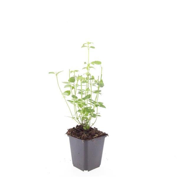24x Agastache ‘Black Adder’ – Bienenfreundliche Duftnessel für Beete &amp; Rabatten – Höhe 10–25 cm – Ø 9 cm - Wurzelwerk Design