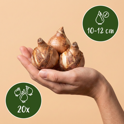 Gefüllte Narzisse Replete – Narcissus online kaufen | 20 bis 80 Blumenzwiebeln, weiß-apricot &amp; gefüllt – Wurzelwerk Design