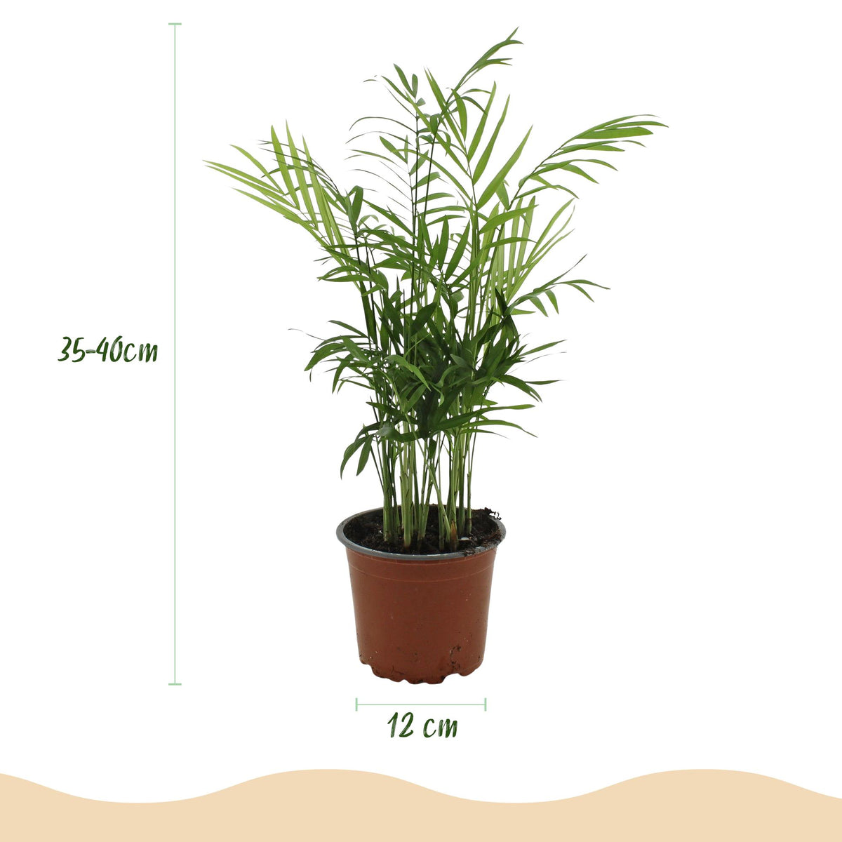 Everspring Goldpalme Chamaedorea elegans, 15cm hoch, Topf 12cm, Zimmerpflanze mit grünen Blättern.