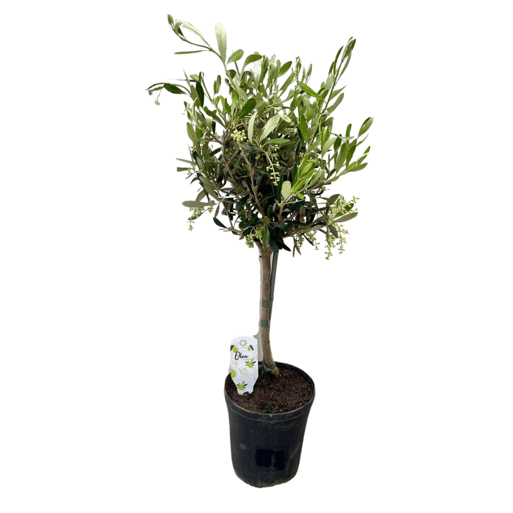 Olivenbaum kaufen – Olea europaea | silbergrün, Ø 15 cm, Höhe 60 cm - Wurzelwerk Design
