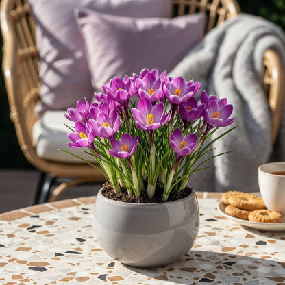 Blumenzwiebeln Crocus Ruby Giant | 50 Stück Lila – Zwiebelgröße 5/6 – XXL Pack