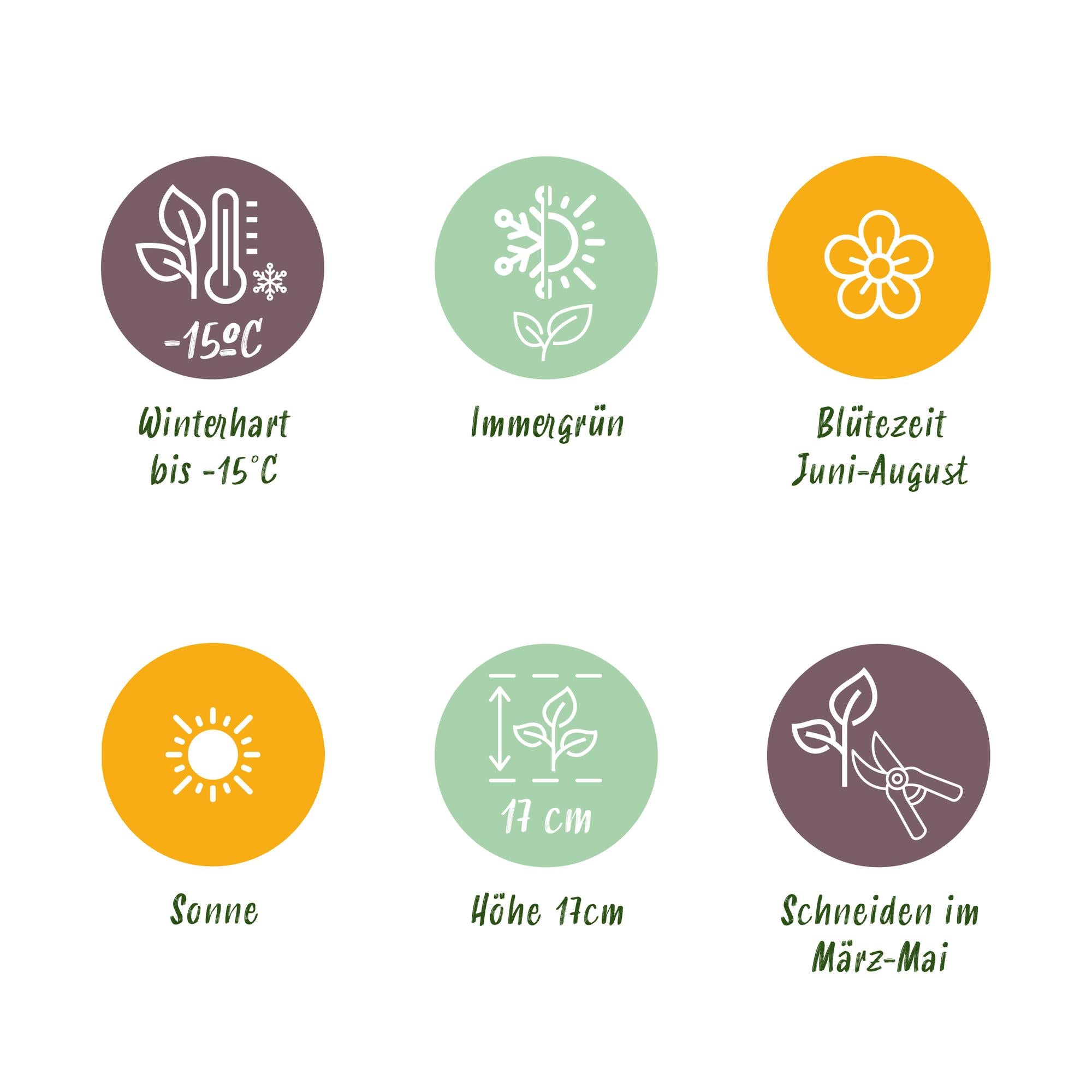 Bodendecker Delosperma | 4 winterharte Pflanzen – Rot, Gelb, Lila &amp; Rosa – Pflegeleicht