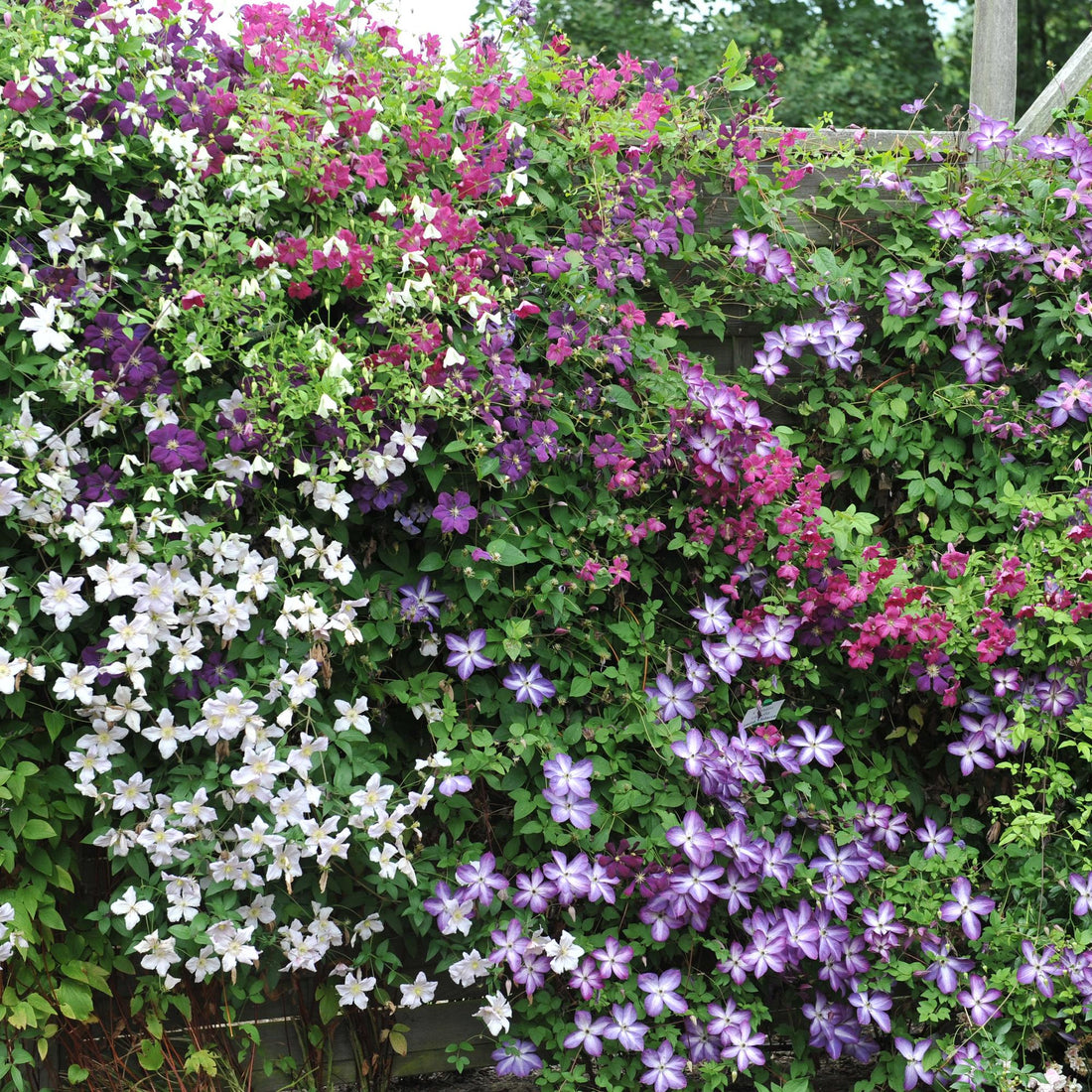 Clematis &