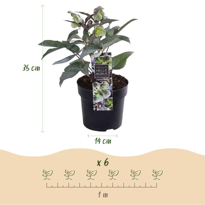 Helleborus &