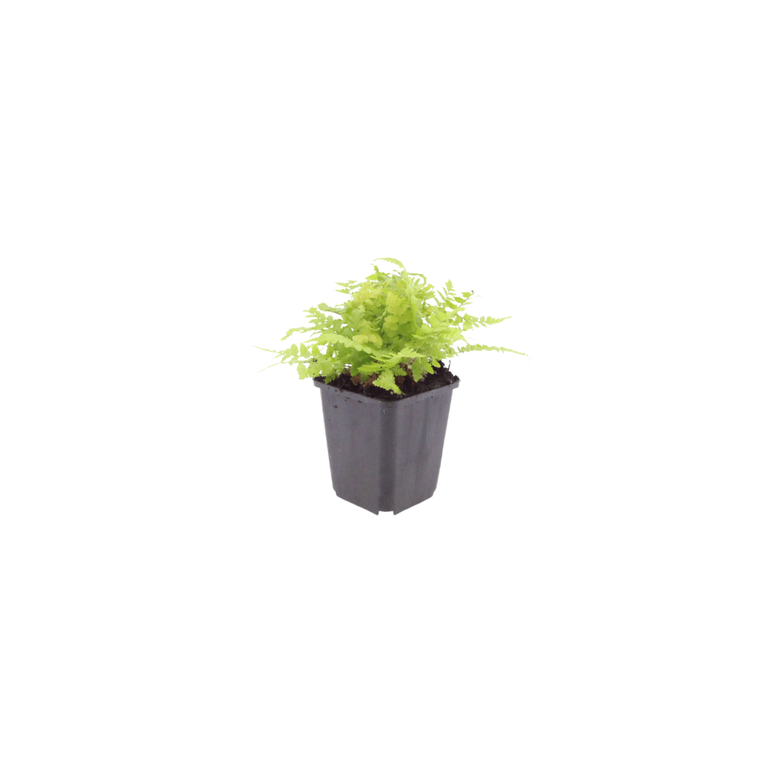 Sechs Everspring Dryopteris filix-mas Farnen, 10-25cm hoch, Durchmesser 9cm, auf einem grünen Hintergrund.