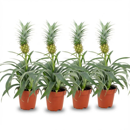 Vier Everspring Ananaspflanzen, Durchmesser 12 cm, Höhe 35-40 cm, grüne Blätter und fruchtbare Pflanzen in Topf.