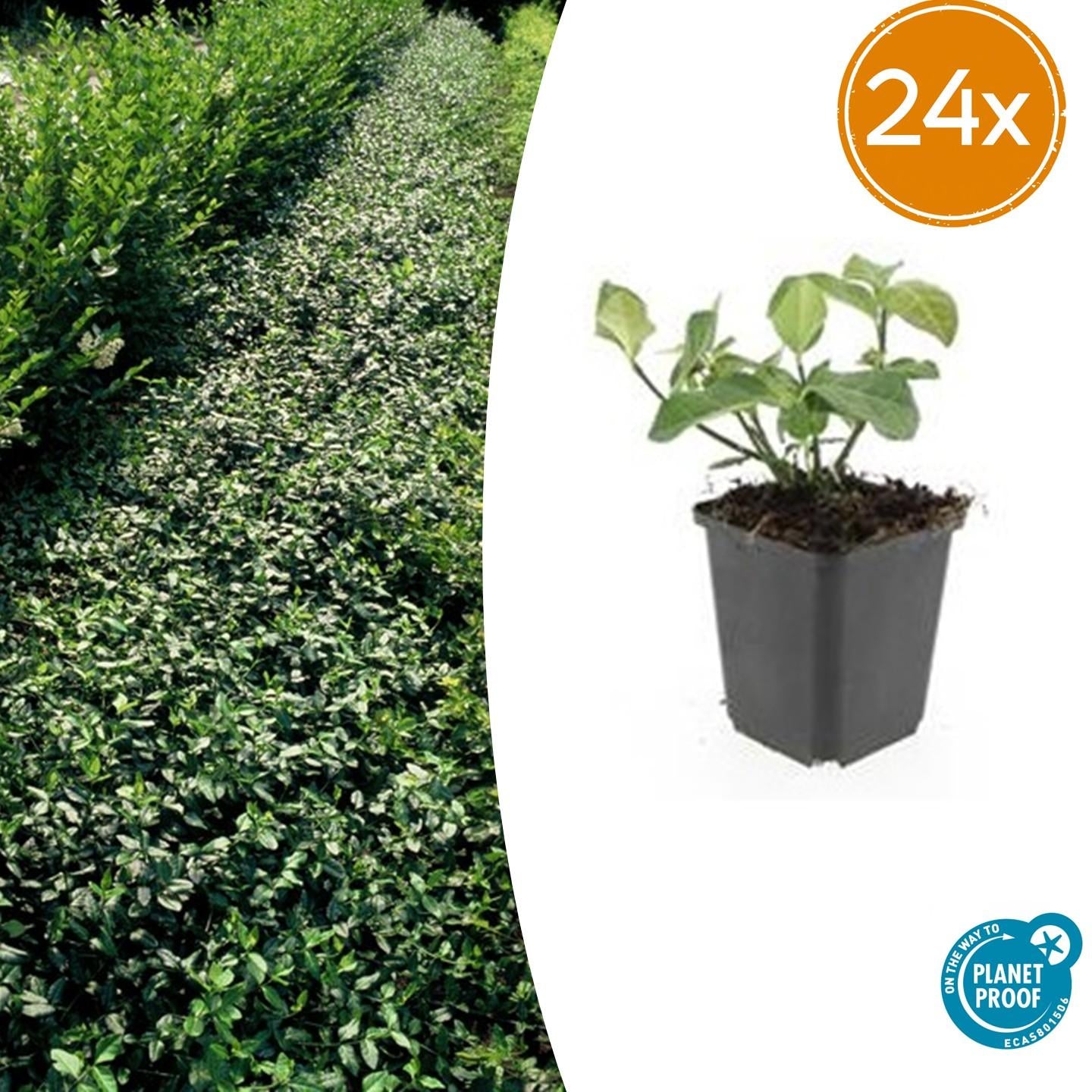24x Euonymus fort. &