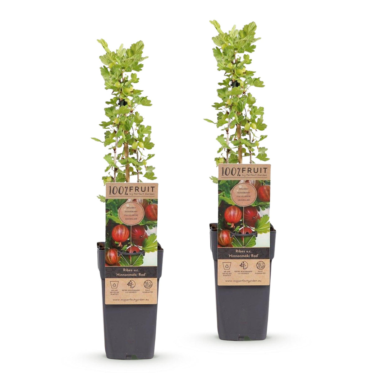Zwei rote Stachelbeer-Pflanzen Ribes uva-crispa &