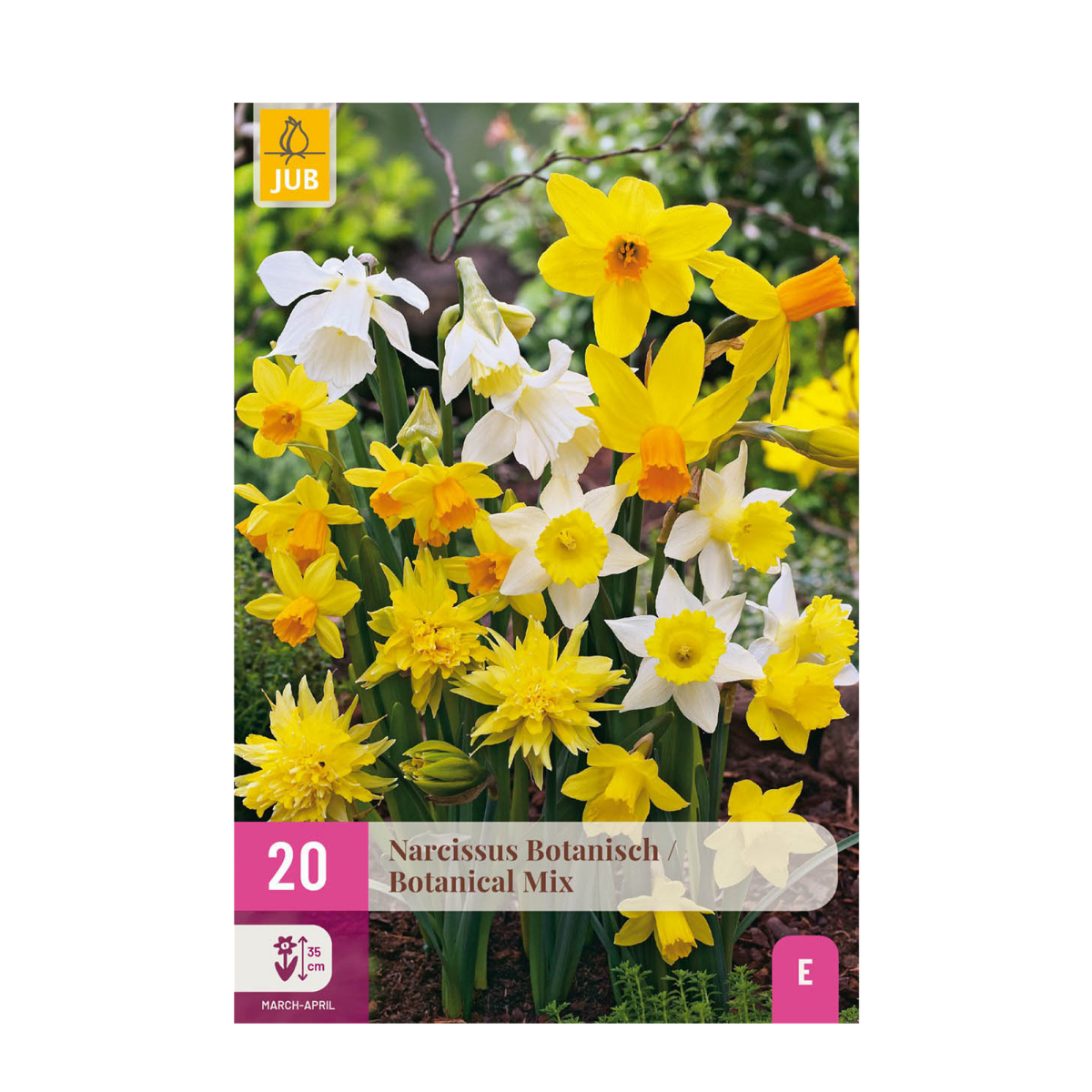 Narzissen Botanical Mix | 20 Stück Gelb &amp; Weiß – Zwiebelgröße 10/12 – XXL Pack - Wurzelwerk Design