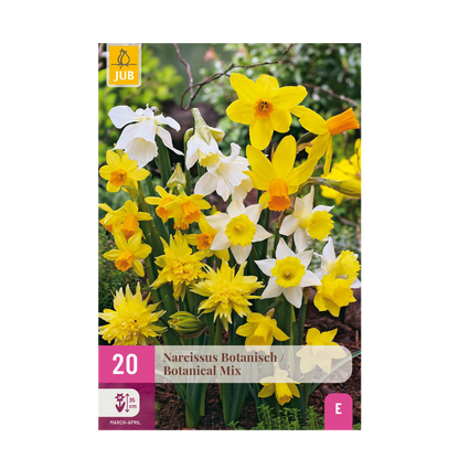 Narzissen Botanical Mix | 20 Stück Gelb &amp; Weiß – Zwiebelgröße 10/12 – XXL Pack - Wurzelwerk Design