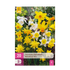 Narzissen Botanical Mix | 20 Stück Gelb & Weiß – Zwiebelgröße 10/12 – XXL Pack - Wurzelwerk Design