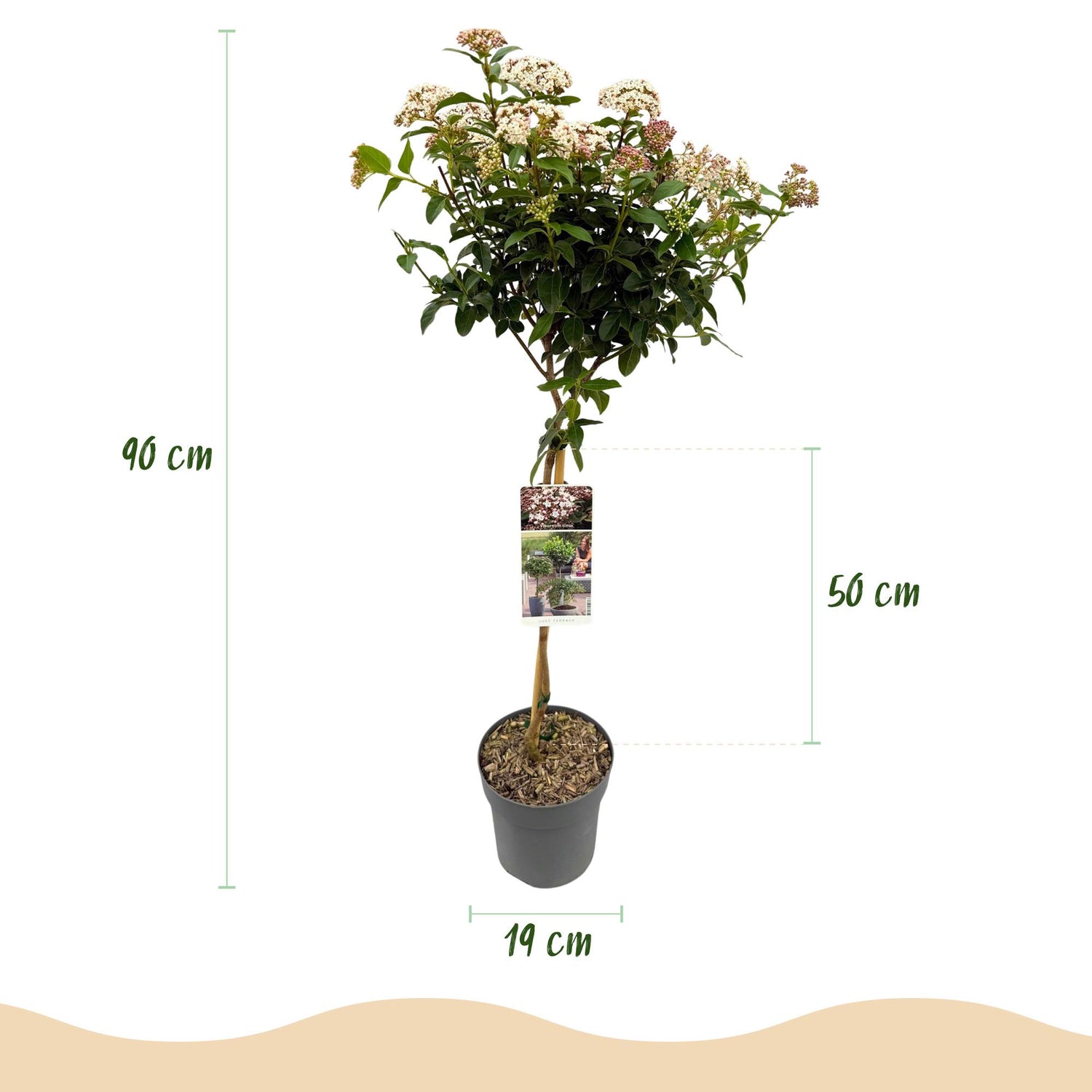 Immergrüner Viburnum tinus Eve Price in Topf, weiß-rosa Blüten, winterhart, 90cm hoch, Terrassenpflanze von Everspring