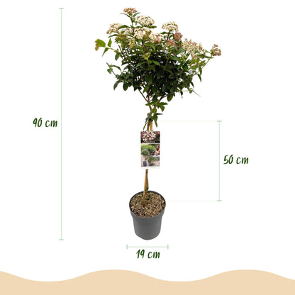 Immergrüner Viburnum tinus Eve Price in Topf, weiß-rosa Blüten, winterhart, 90cm hoch, Terrassenpflanze von Everspring