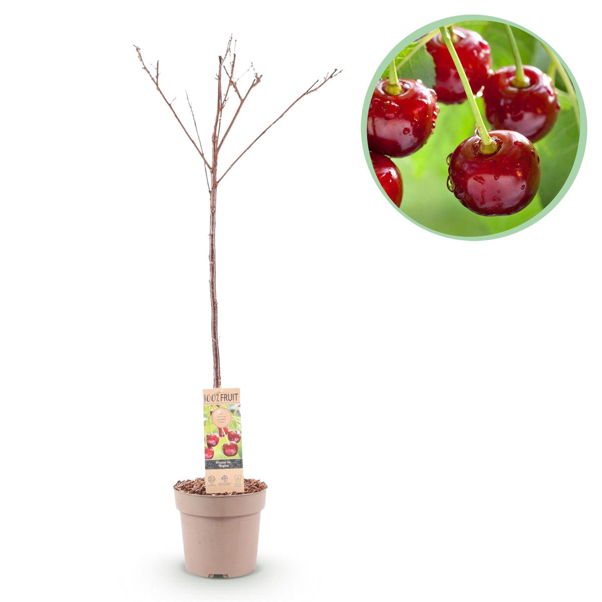 Rote Kirschenbaum Prunus avium Regina im Topf, 21 cm Durchmesser, Höhe 90 cm, Everspring, frisch und blühend