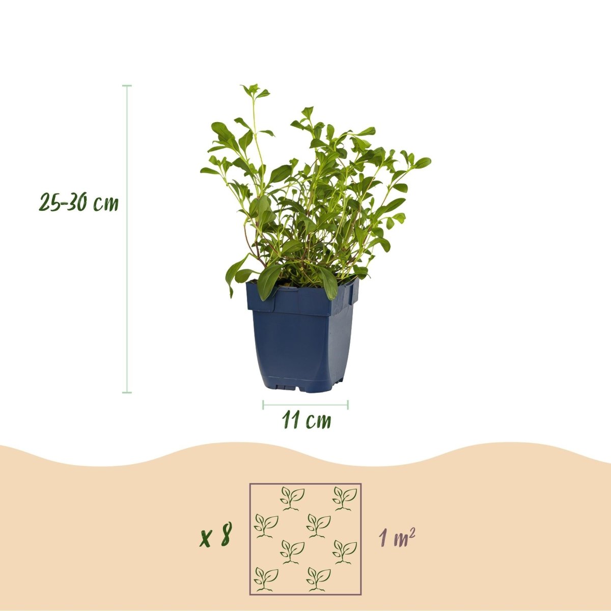 Stauden - Paket Bodendecker – 8 Stauden für 1 m² – Farbenfroh &amp; Pflegeleicht – Ø11 cm Topf - Wurzelwerk Design