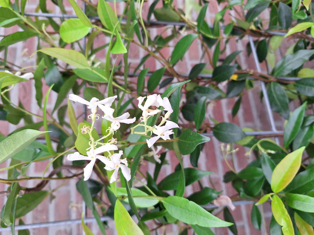 Trachelospermum - Sternjasmin - Fertighecke - 120 x 180 cm