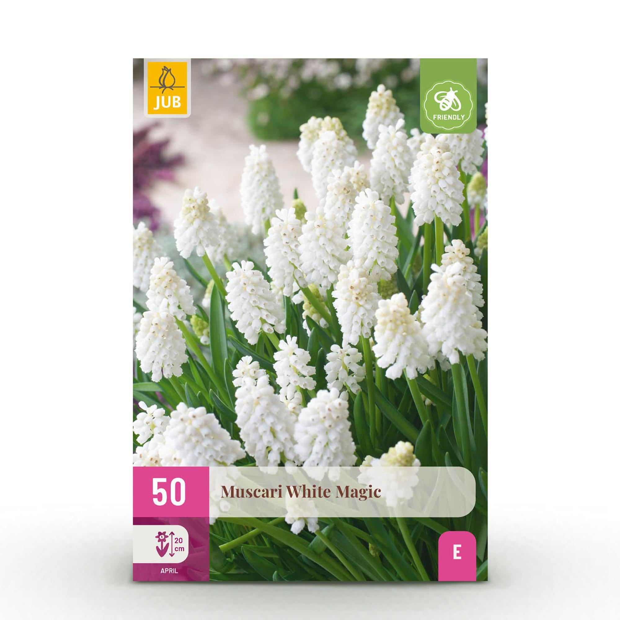 Everspring Muscari White Magic Blumenzwiebeln, 50 weiße Zwiebeln Größe 6/7, in XXL Pack, für Frühlingsblumen im Garten