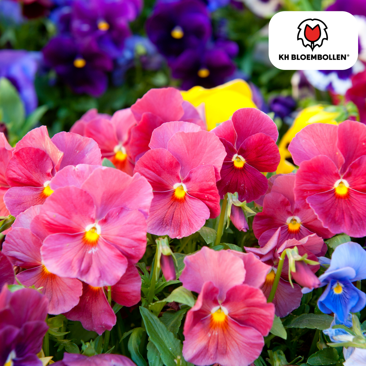 Anemonen einzeln – 30 Stück | Farbenfrohe Frühlingsblüher - Wurzelwerk Design