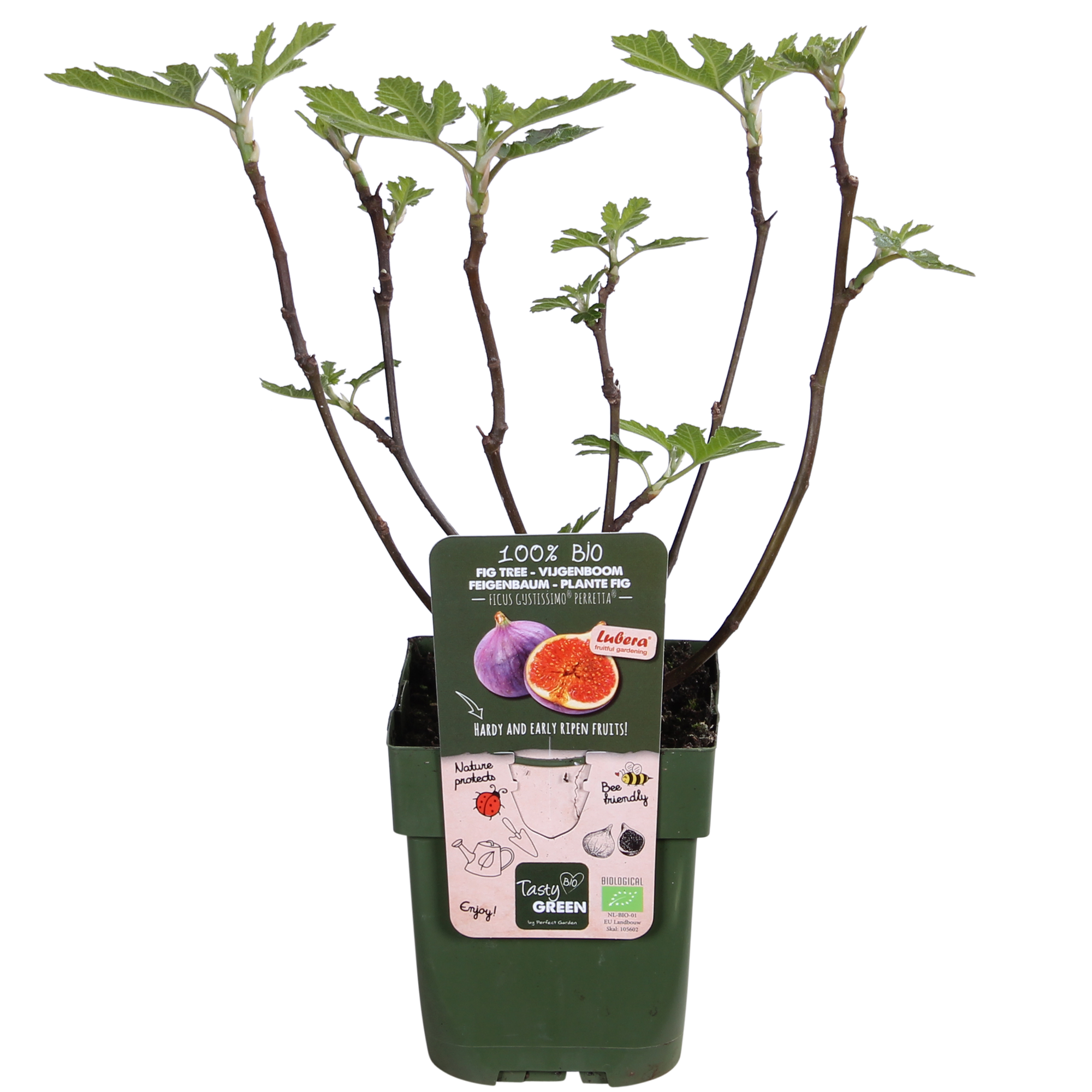 Ficus Gustissimo Perretta - Ø13 - ↨45cm