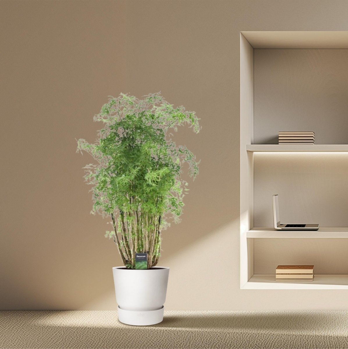 Polyscias Hawaiiana ‘Ming’ 90 cm | Exotische Aralie im Ø24 cm Topf – Immergrün &amp; Pflegeleicht - Wurzelwerk Design