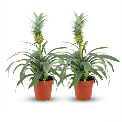 Everspring Ananaspflanze Mi Amigo, 2 Stück, Ø 12 cm, Höhe 35-40 cm, grüne Blätter und fruchtähnliche Ananas.