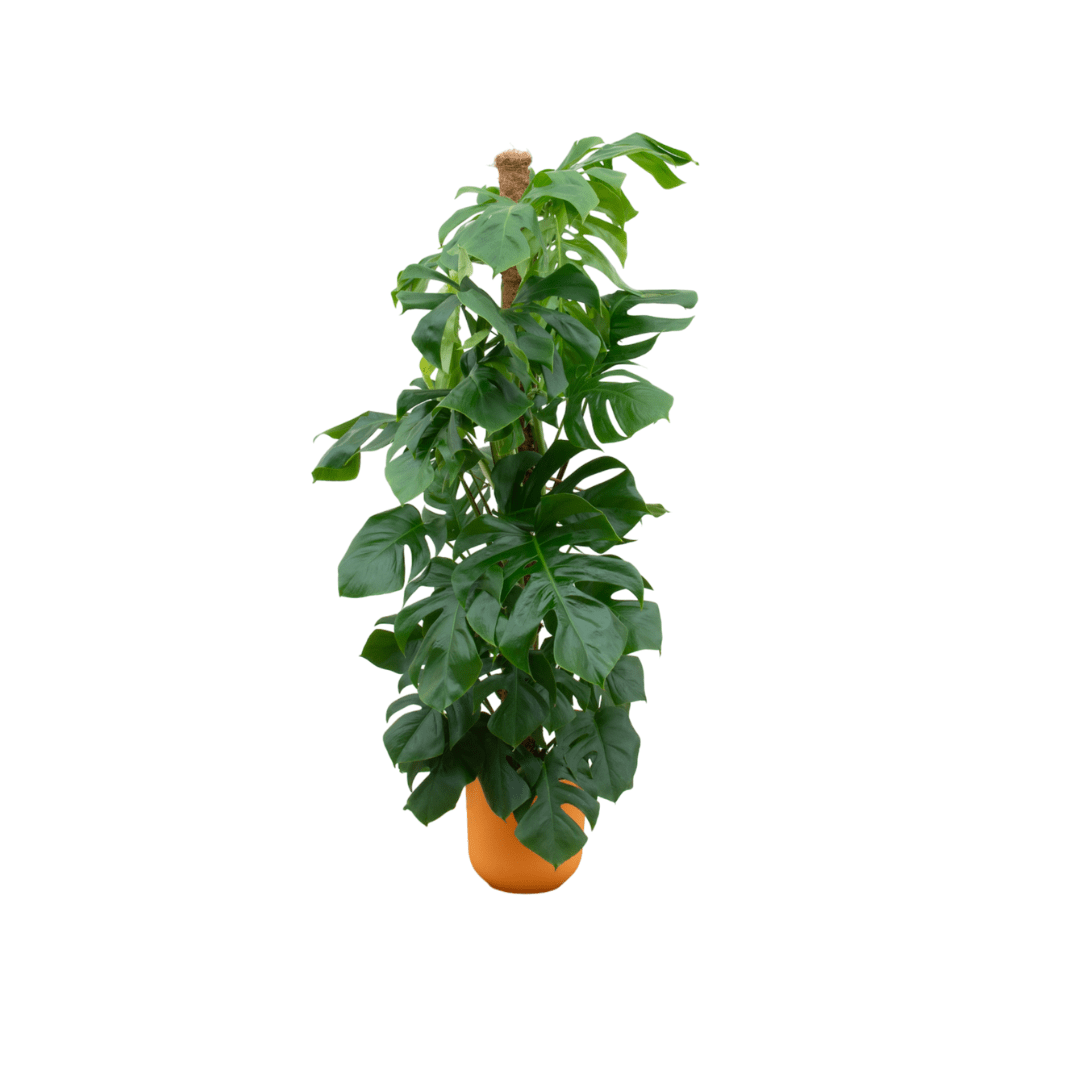 Monstera kaufen – Monstera Pertusum XL im Topf, ca. 120 cm - Wurzelwerk Design